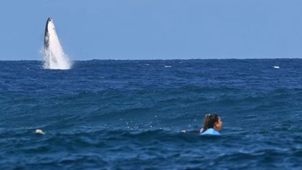 Une baleine s'est invitée lors de la demi-finale olympique du surf féminin, où concourait la Costaricienne Brisa Hennessy, à Teahupo'o en Polynésie Française, le 5 août. (JEROME BROUILLET / AFP)