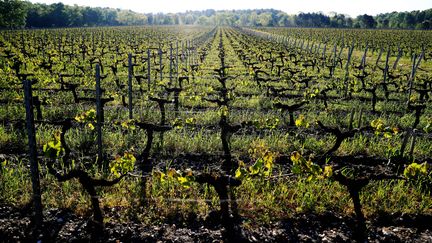 Bordelais : des vols de raisins en série sur fond de récoltes en baisse