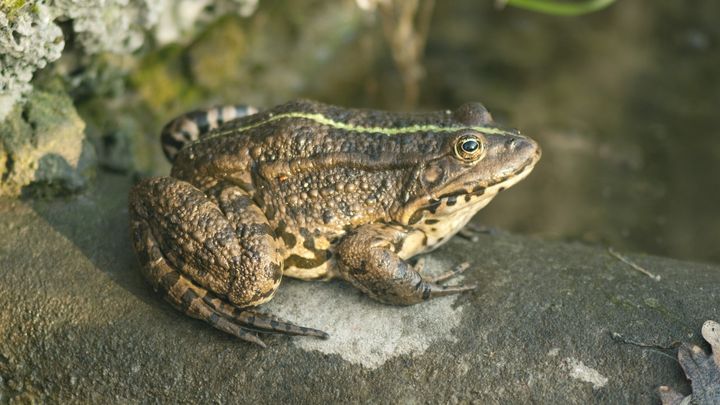 Epidalea calamita, le crapaud calamite.&nbsp; (ODILON DIMIER / PHOTOALTO / GETTY IMAGES)