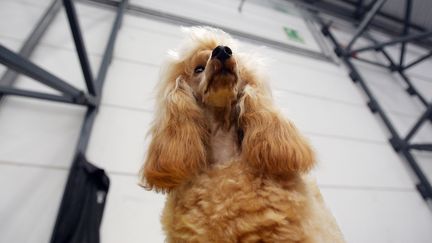 Un caniche, lors d'un show à Vigo en Espagne, en septembre 2006. (MIGUEL VIDAL / REUTERS)