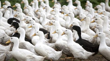 Elevage de canards de Challans en plein air. (PHILIPPE ROY / AURIMAGES VIA AFP)