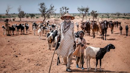 "Dès la fin de la saison des pluies, autour de la mi-septembre, les éleveurs nomades descendent du Nord avec leurs troupeaux, à la recherche de pâturage. Cette transhumance a longtemps été régie par des règles implicites: les agriculteurs libéraient leurs champs après la récolte, et les éleveurs venaient y faire paître leurs bêtes, dont les excréments enrichissaient les sols. Mais le changement climatique et la pression démographique ont changé la donne", rapporte une enquête de la Radio Télévision Suisse (RTS) réalisée en collaboration avec Télé Sahel. &nbsp; (LUIS TATO/FAO/AFP)