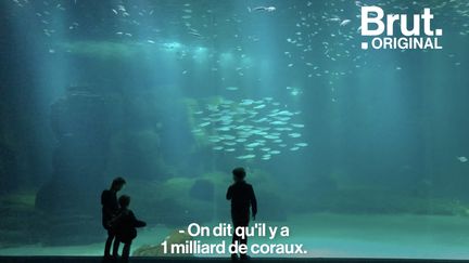 VIDEO. Dans les coulisses du plus grand aquarium d’Europe où on alerte sur l’impact de l’homme sur la vie sous-marine (BRUT)