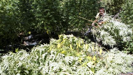 Les gendarmes de Tain-l'Hermitage arrachent des pieds de cannabis cultiv&eacute;s dans un jardin au bord de l'Is&egrave;re, le 14 septembre 2012. (FABRICE HEBRARD / MAXPPP)