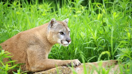 En 100 ans, moins de vingt personnes ont été tuées par un puma aux Etats-Unis. (SYLVAIN CORDIER / BIOSPHOTO / AFP)