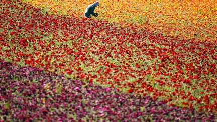 Un ouvrier cueille des fleurs dans un champ de renoncules g&eacute;antes (tecolote ranunculus) &agrave; Carlsbad (Californie), le 27 mars 2012. (MIKE BLAKE / REUTERS)