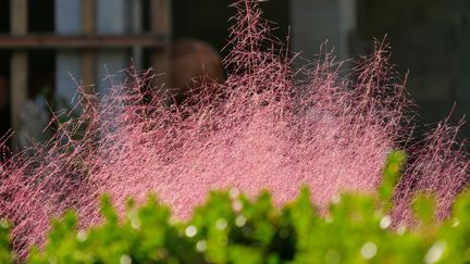 Muhlenbergia capillaris (ISABELLE MORAND / RADIO FRANCE)