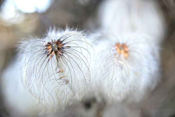 Les pompons soyeux de Clematis tangutica.&nbsp; (SNEZANA GERBAULT / ISABELLE MORAND / RADIO FRANCE)