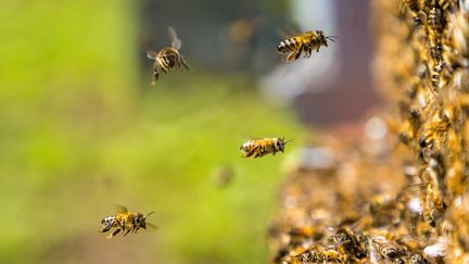 Des abeilles dans le parc national des Ecrins, à Venosc (Isère), le 29 novembre 2021.&nbsp; (BERTRAND BODIN / ONLY FRANCE / AFP)