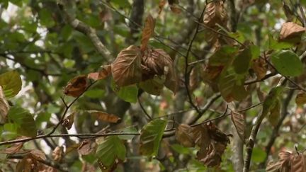 Forêts : en raison de la sécheresse, les arbres ont déjà pris la couleur de l'automne