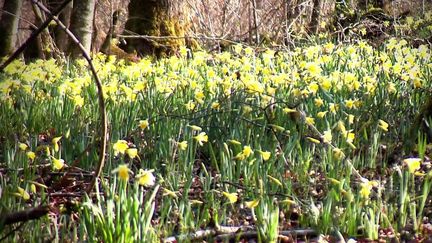 Cher : la récolte des jonquilles amène un parfum de printemps