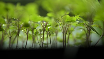 Des jeunes pousses de plantes aromatiques.
 (BRENDAN SMIALOWSKI / AFP)