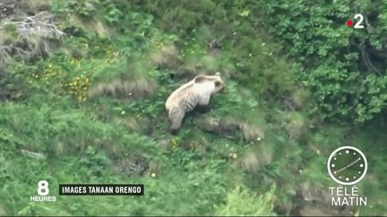 L'ours filmé par Tanaan Orengo en Ariège. (France 2)