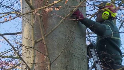 Métiers : bûcheron, une profession "pénible" non reconnue