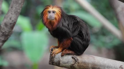 Un tamarin-lion dor&eacute;, au parc zoologique de Paris. Plusieurs individus de cette esp&egrave;ce ont &eacute;t&eacute; d&eacute;rob&eacute;s &agrave; Beauval (Loir-et-Cher) ce week-end. (MANUEL COHEN / AFP )