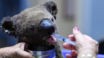 Un koala blessé est soigné à Port Macquarie (Australie), après avoir été secouru dans un incendie, le 2 novembre 2019. (SAEED KHAN / AFP)