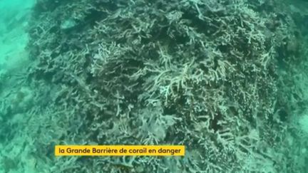 Australie : la Grande Barrière de corail en danger