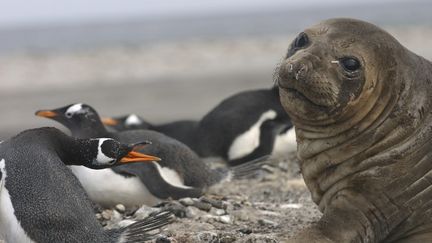 Une colonie de manchots cohabite avec un phoque sur les &icirc;les Malouines dans l'Atlantique Sud. (BIOSPHOTO / AFP)