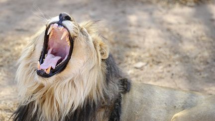 Un lion dans la province du Limpopo en Afrique du Sud. Photo d'illustration. (STEPHANE DE SAKUTIN / AFP)