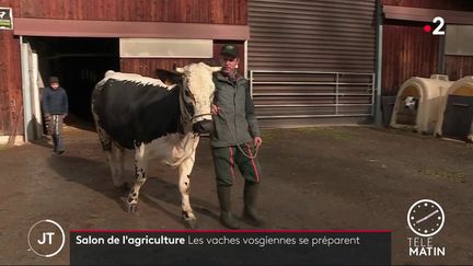 Vache qui concourre au salon de l'agricutulre.&nbsp; (France 2)