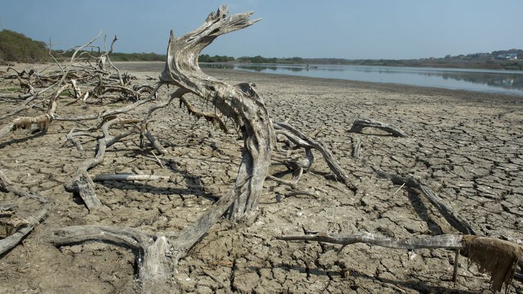 A drought in Colombia affects the bed of Lake El Cisne, in Puerto Colombia, on July 31, 2014. (EITAN ABRAMOVICH / AFP)