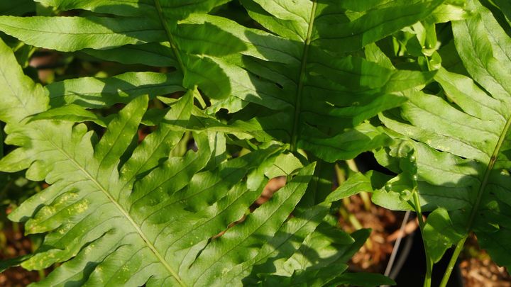 Polypodium cambricum 'Pulcherrimum Addison'. (ISABELLE MORAND / RADIO FRANCE / FRANCE INFO)