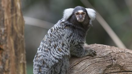 Un homme condamné à huit mois de prison pour détention illégale d'animaux protégés en Haute-Garonne