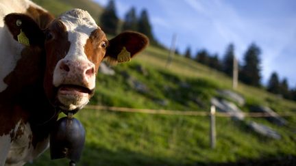 Une vache pr&egrave;s d'Albeuve, dans les Alpes suisses, en ao&ucirc;t 2011. (FABRICE COFFRINI / AFP)