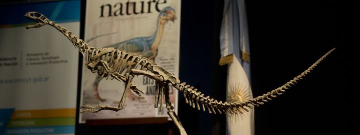 Une réplique du Chilesaurus, un dinosaure&nbsp;herbivore à l'allure de terrible carnivore, est exposée au Muséum de sciences naturelles Bernardino Rivadavia de Buenos Aires (Argentine), le 23 juin 2015. (EITAN ABRAMOVICH / AFP)