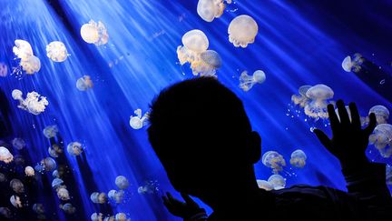 Un jeune gar&ccedil;on observe des m&eacute;duses &agrave; l'aquarium de G&ecirc;nes (Italie), le 25 mai 2013. (ANDREAS SOLARO / AFP)