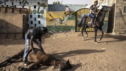 Aujourd’hui, il est l'un des "cowboys" les plus célèbres de Ouaga et est fier d'évoquer ses vingt chevaux. Il excelle dans l'art du dressage. "Couche toi, c'est l'heure de dormir", peut-on l’entendre souvent murmurer entre deux claquements de langue sonores. &nbsp; (JOHN WESSELS / AFP)