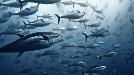 Large banc de thons jaunes en Méditerranée. "À terme, c’est en s’en inspirant de ce genre de poisson que l’on pourra améliorer les pales des éoliennes",&nbsp;selon le biologiste Gilles Boeuf.&nbsp; (GIORDANO CIPRIANI / THE IMAGE BANK RF / GETTY IMAGES)