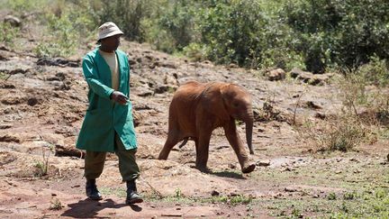 Trouver un lait équilibré a été un vrai défi pour le personnel de la fondation Sheldrick. Dans la nature, les éléphantes nourrissent leur petit pendant deux ans. Sans une alimentation proche du lait maternel, il a très peu de chances de survivre. En moyenne, chaque bébé éléphant reste à l'orphelinat pendant trois ans avant de repartir progressivement dans la savane. (Baz RATNER / REUTERS)