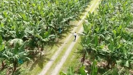 Chlordécone : le poison des Antilles