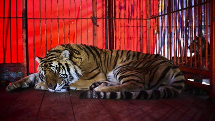 Tigre abattu à Paris : faut-il interdire les animaux dans les cirques ?