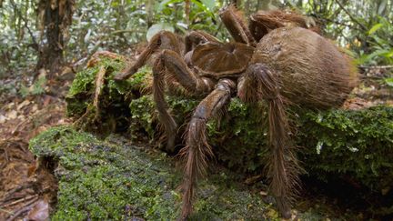 Une araign&eacute;e Goliath rencontr&eacute;e par l'entomologiste Pitor Naskrecki lors d'un s&eacute;jour au Surinam, en 2014. (PIOTR NASKRECKI / AFP)