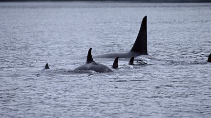 Un groupe d'orques au Canada.&nbsp; (SYLVAIN CORDIER / BIOSPHOTO)