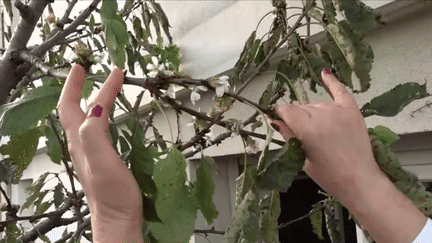 Dérèglement climatique : des arbres fleurissent en plein mois d'octobre