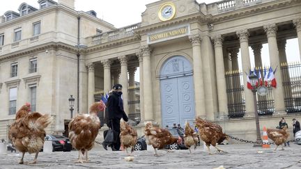 Des poules l&acirc;ch&eacute;es par le collectif la Manif pour tous, pr&egrave;s de l'Assembl&eacute;e nationale, &agrave;&nbsp;Paris, le 4 d&eacute;cembre 2013. (MARTIN BUREAU / AFP)