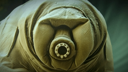 Photo d'un tardigrade ou ourson d'eau, un animal quasi indestructible
 (Culturebox / Capture d&#039;écran)