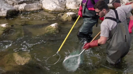 Sécheresse : dans l’Ain, des pêcheurs sauvent les poissons d’une rivière à sec (France 3)