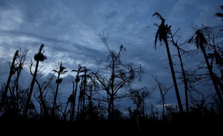 Les arbres de la ville des Cayes ont beaucoup souffert des violentes rafales de vent, le 6 octobre 2016, à Haïti.&nbsp; (ANDRES MARTINEZ CASARES / REUTERS)