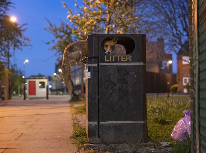 Un jeune renard roux profite d’une poubelle remplie de déchets dans une rue de Londres (Royaume-Uni). Durant deux mois, la photographe avait vu ce renard observer quel était le meilleur moment pour grimper sur cette poubelle. L’animal avait compris que c’était le lundi soir, peu avant le ramassage hebdomadaire, quand la pile de déchets était haute et que les aliments au rebut étaient faciles à atteindre. 
Détails techniques : Panasonic Lumix DC-S1 + 50mm f1.4 lens; 1/80 at f2.5; ISO 5000. (MATT MARAN / WILDLIFE PHOTOGRAPHER OF THE YEAR)