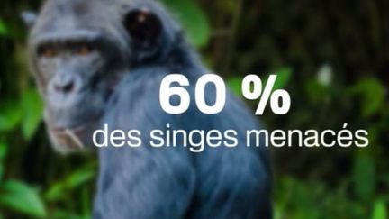 Les singes pourraient disparaître d'ici 25 à 50 ans