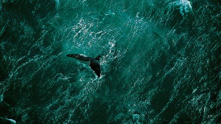 Baleine au large de la péninsule de Valdés, Argentine
 (Yann Arthus-Bertrand / Altitude)