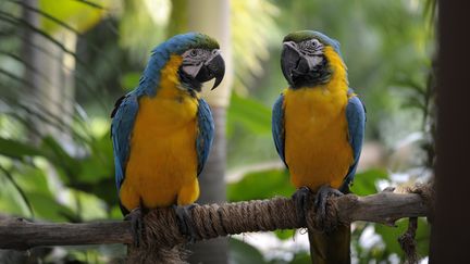 Des Aras bleus, dans un zoo, à Singapour. (FR?D?RIC SOREAU / PHOTONONSTOP / AFP)