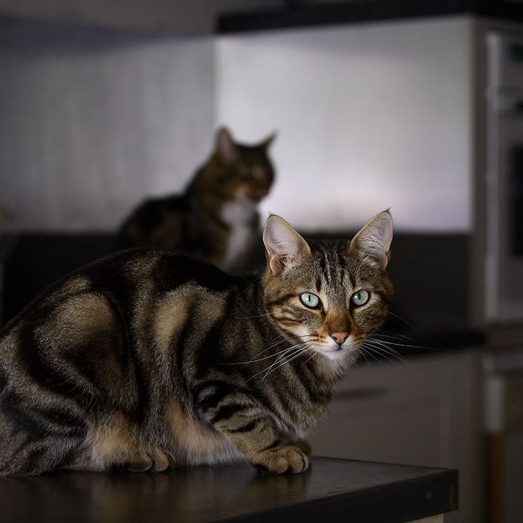 Ai Je Le Droit De Manger Mon Chat Et Mon Chien