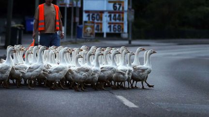 Un troupeau de 150 oies traverse une rue &agrave; Duisburg (Allemagne), le 17 juillet 2013. (FRANK AUGSTEIN / AP / SIPA)