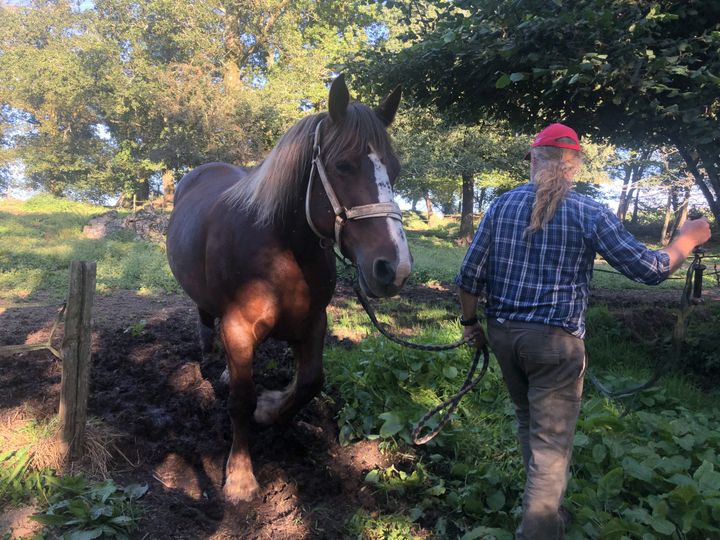 Eric Abrassart, éleveur de chevaux, à Saint-Tugdual (Morbihan), le 8 septembre 2020.&nbsp; (JULIETTE CAMPION / FRANCEINFO)