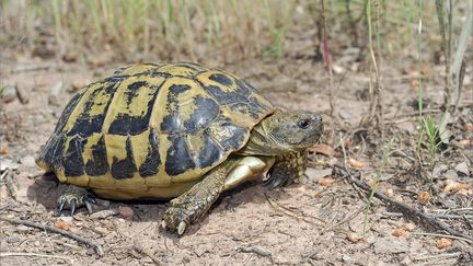 La tortue d'Hermann est une espèce protégée en voie de disparition. (E BOITIER / MAXPPP)